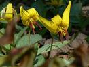 dog-toothed-violet Dog Tooth Violet
