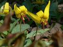 Dog Tooth Violet