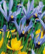 Iris reticulata 'Gordon' and species crocus 'Goldilocks'