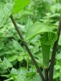 Jack-in-the-pulpit