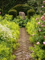 Lady's Mantle in abundance