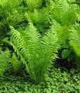 ostrich-fern Ostrich Fern