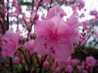 Korean azalea 'Cornell Pink' (Rhododendron mucronulatum)