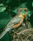 Robin feeding earthworm to young
