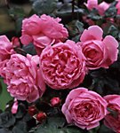 rose-bishops-castle-english-rose1 English rose Bishop's Castle