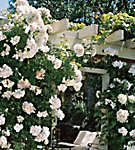 rose-sally-holms-climbing Sally Holms