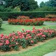 Rose Garden