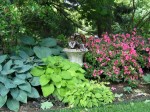 Shade garden with hostas and azaleas