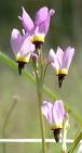 shooting-star-dodecatheon-clevelandii1 Shooting Star