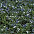 Trillium and Bluebells