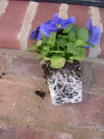 Root bound pansy