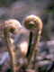 fern-cinnamon-fiddleheads