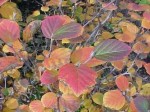Fothergill Fall foliage