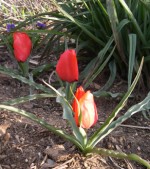 Species Tulip 'Red Gem'