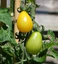 Yellow pear-shaped tomato