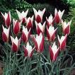 Tulipa clusiana 'Lady Jane'