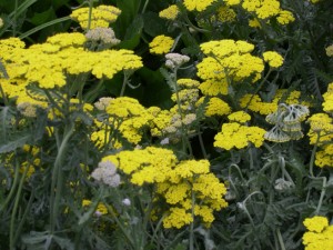 achillea-cornation-gold1