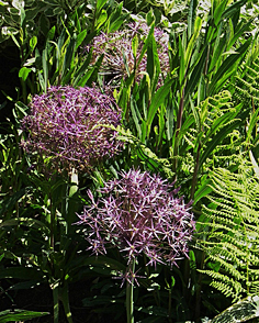 allium