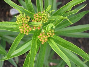 asclepias-buds