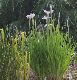 bog-garden-la-iris