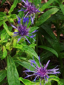 centaurea-montana-2