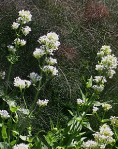 centranthus-br-fennel