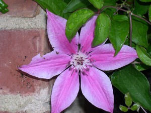 clematis-carnaby