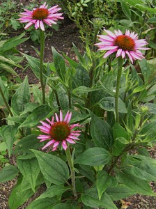 coneflower-magnus