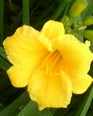 daylily-stella-doro-2