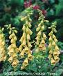 foxglove-yellow