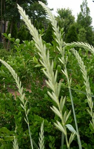 grass-dune