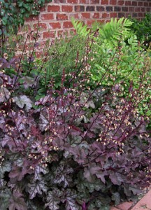 heuchera-amythist-mist