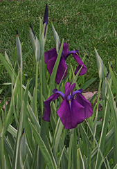 iris-jap-variegated