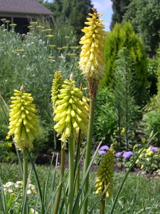 kniphofia-yellow