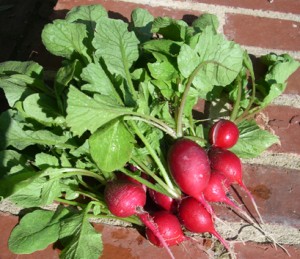 radishes-2