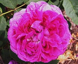 reiene-des-violettes-flower