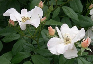 sally-holmes-bud-flower