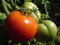 tomatoes-on-the-vine1