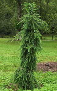 12-picea-omorick-bruns-pendula