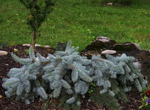 5-picea-punens-procumbens-glauca1