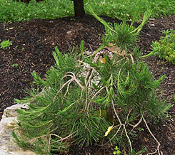 6-pinus-densiflora-pendula