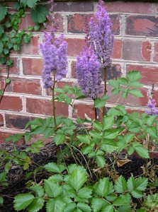 Astilbe amathyst 2