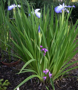 Bog orchid iris 3
