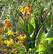 Canna Or lily Calamagrostis
