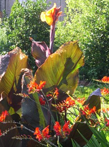 Canna crocosmia3