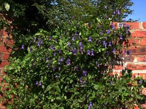 Clematis on wall