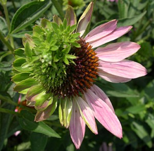 Coneflower 2 in one