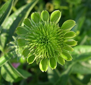 Coneflower green