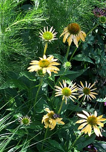 Coneflower orange