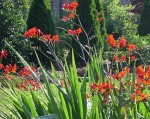 Crocosmia Or Lily 2